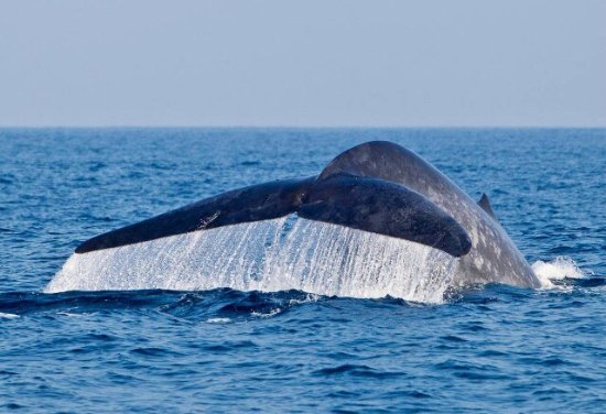 Whale tail