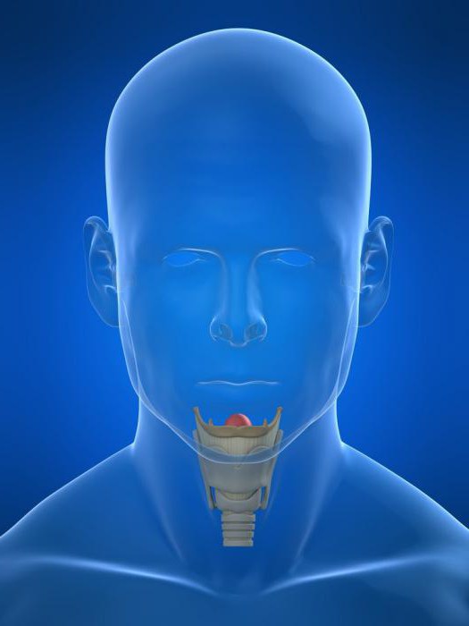 подъязычная кость и щитовидный хрящ
