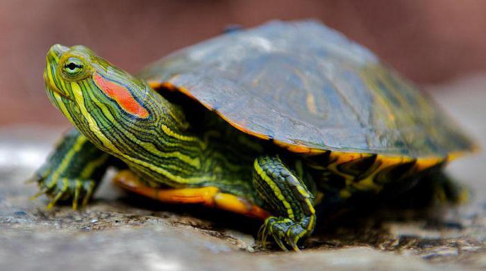 почему пищат красноухие черепахи
