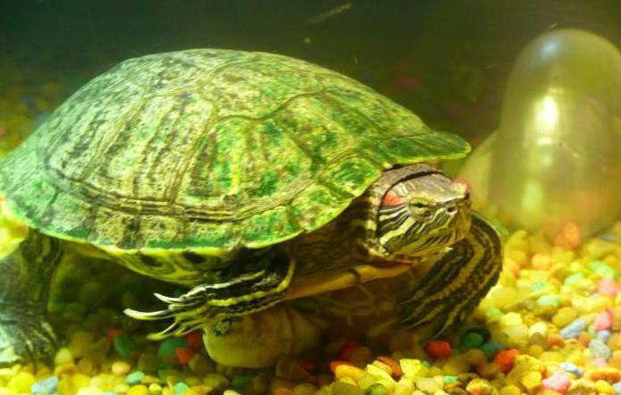 почему красноухая черепаха пищит