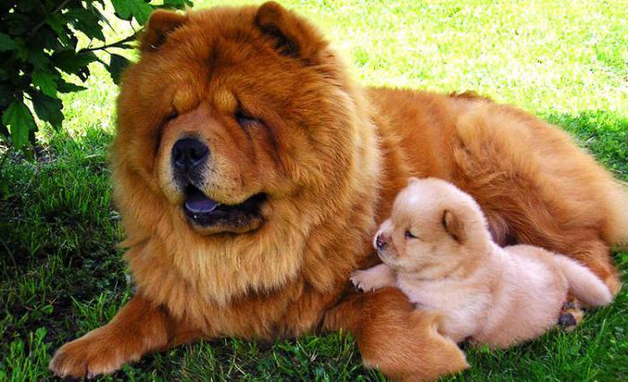 chow chow breed description character