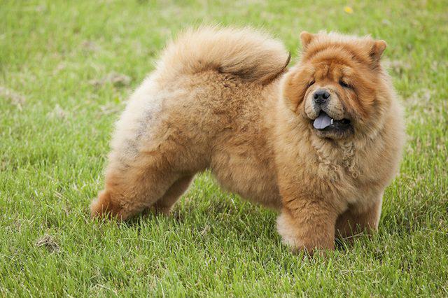 chow chow breed characterization