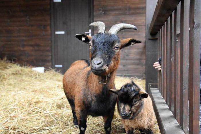чешская бурая коза описание породы