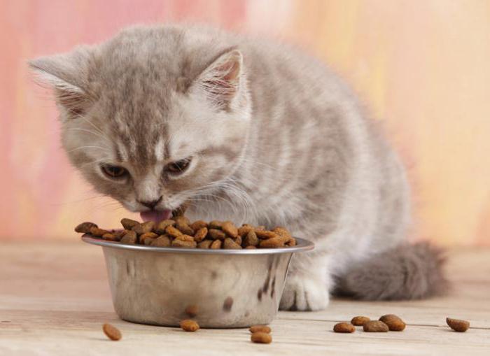 уход за котятами питание