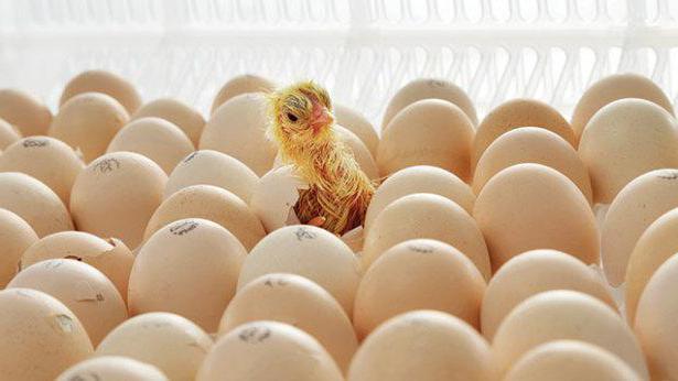 chick hatching time