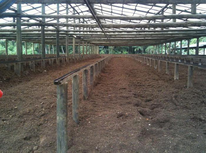 can pig manure be used as fertilizer