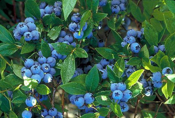 Is it possible for a nursing mother blueberries