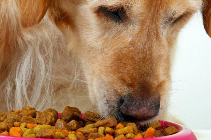 Можно щенку гречку. Размоченный сухой корм. Чем кормить собаку у которой пищевая аллергия. Золотистый ретривер на что может быть аллергия. Best Dog food for Allergies.
