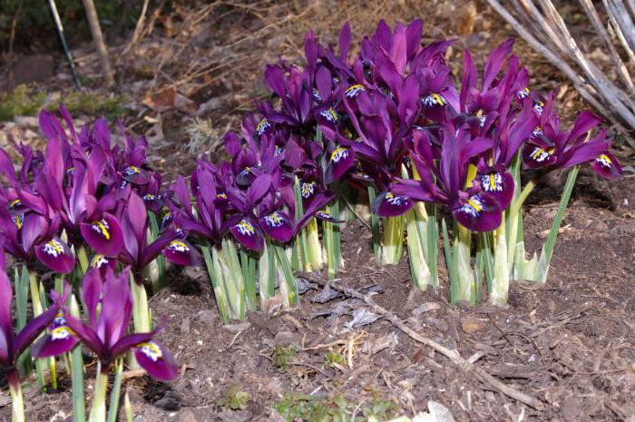 Do I need to cut iris leaves for the winter