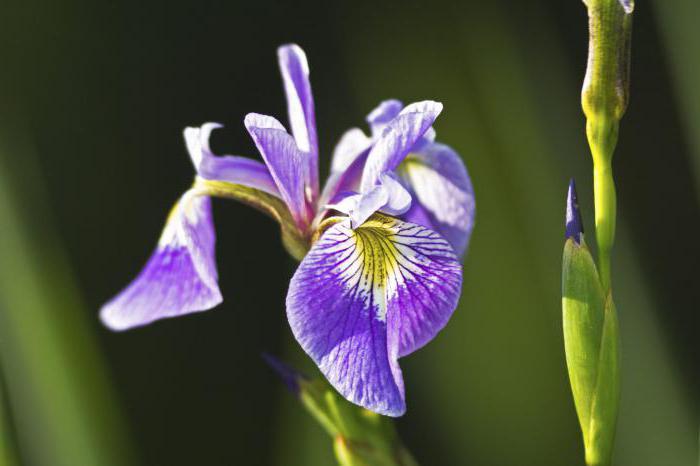 when to cut irises for the winter