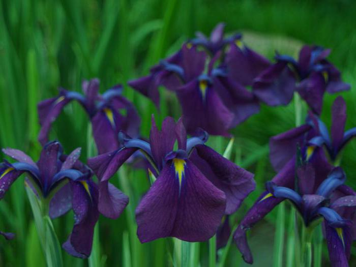 how to cut irises for the winter photo