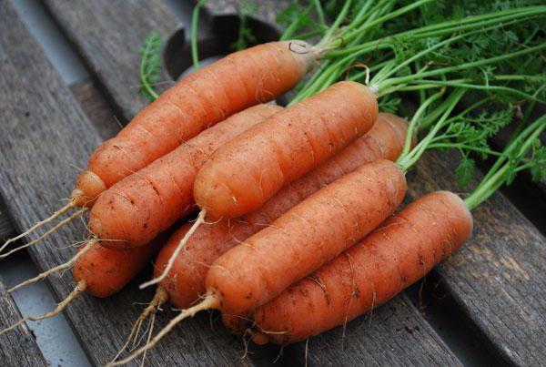 какой сорт моркови лучше сажать под зиму в башкирии