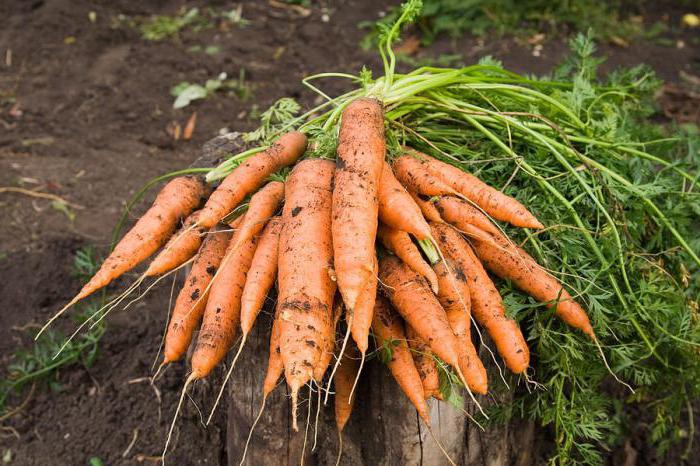 какие сорта моркови лучше сажать под зиму на урале