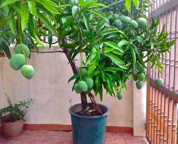 вырастить манго из косточки в домашних условиях