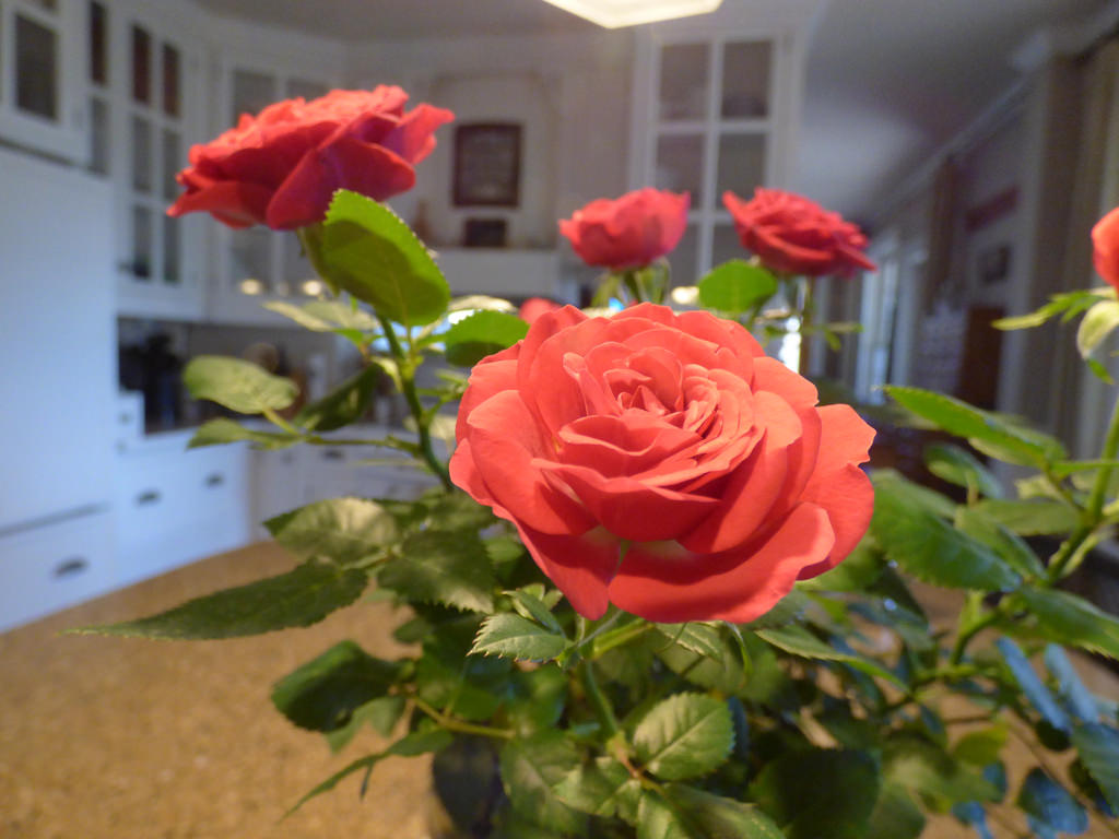 роза горшечная кордана уход в домашних условиях