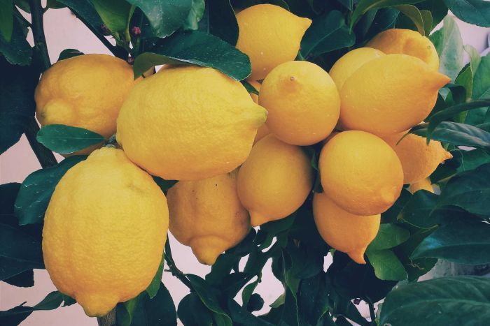 is it healthy to eat lemon every day