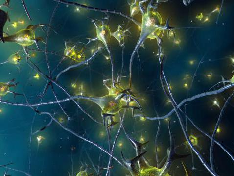свойства электрических синапсов