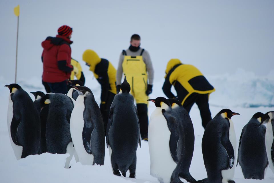 Сколько зарабатывает переворачиватель пингвинов