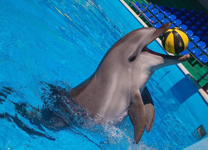 Дельфинарий в Небуге цены
