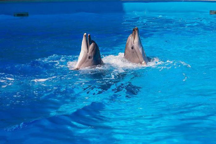 Дельфинарий Аква мир Туапсе Небуг