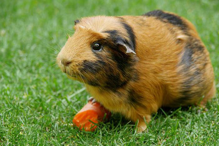 names for boys guinea pigs