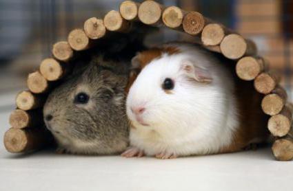 names for boys guinea pigs popular