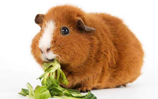 names for boys guinea pigs