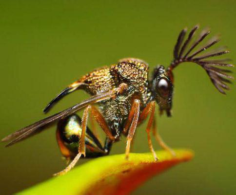 Почему насекомые называются насекомыми