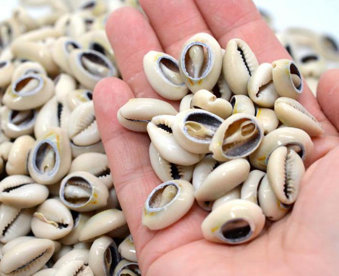 why cowrie shells could not be faked