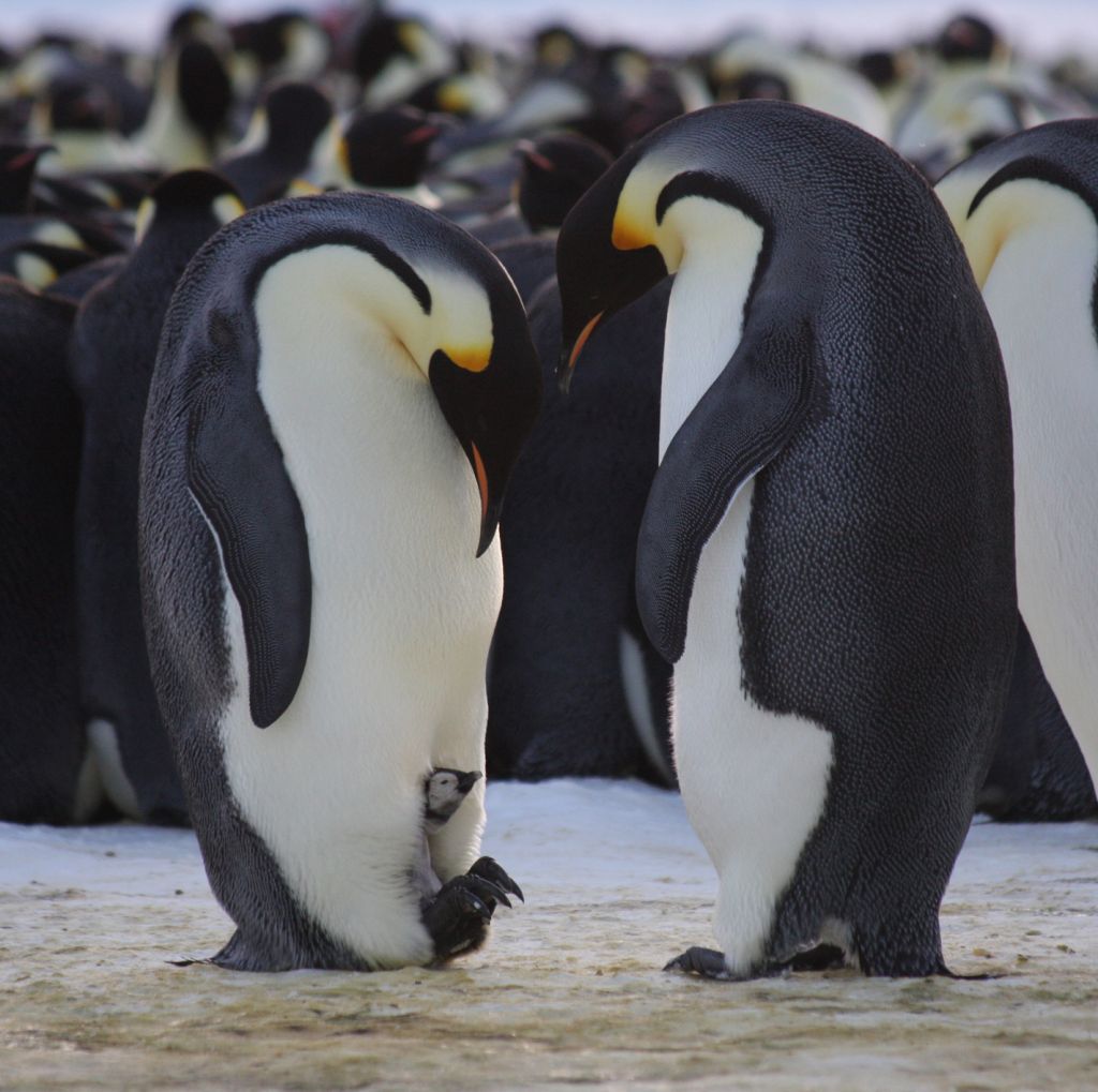 брачный сезон у пингвинов