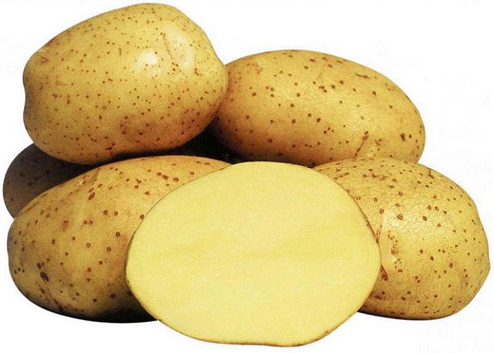ривьера картофель