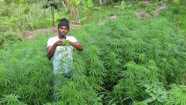 Как прессовать марихуана выращивание рассады конопля