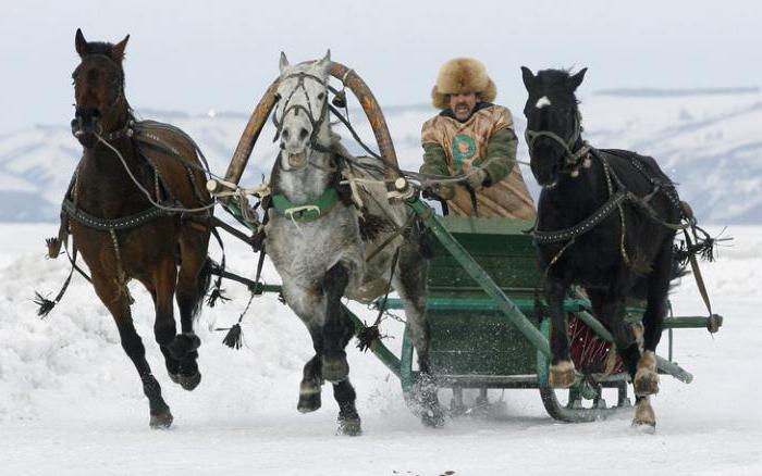 пристяжная лошадь