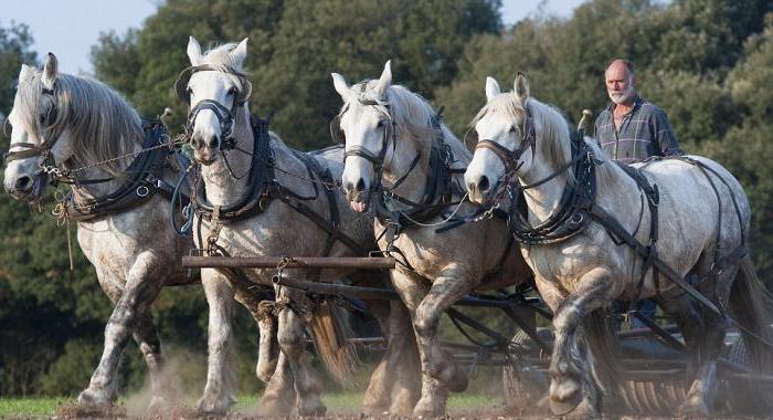 urged draft horses