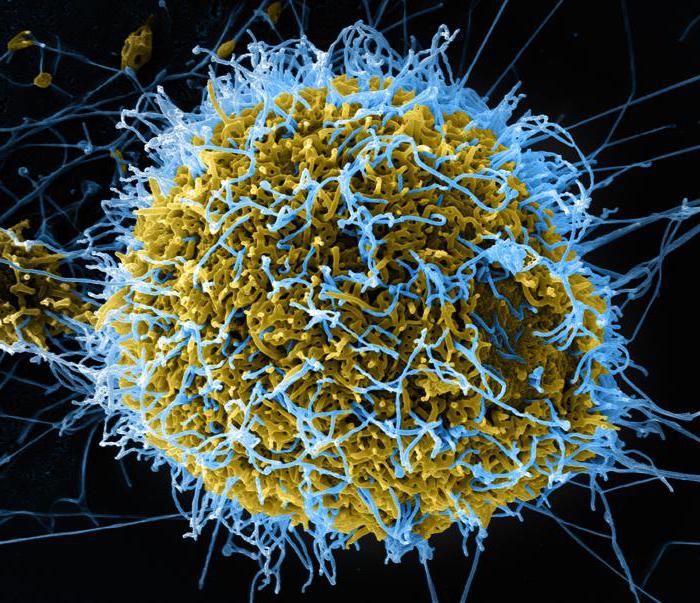 gene mutations are associated with changes in the number of chromosomes