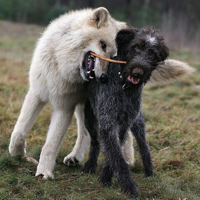 Фото волка и собаки в сравнении