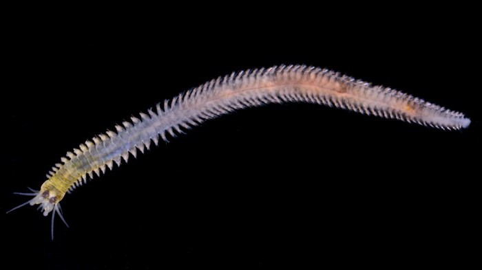 Nereid polychaete worm