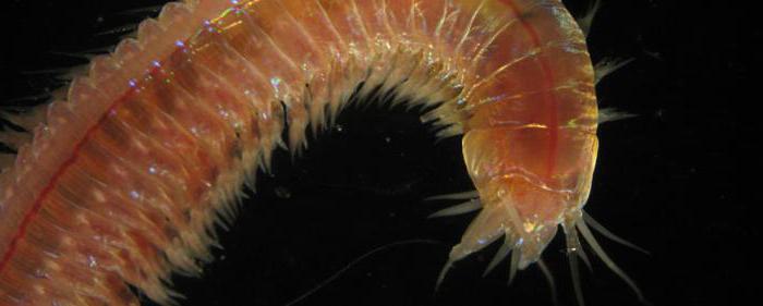 нереида морской червь