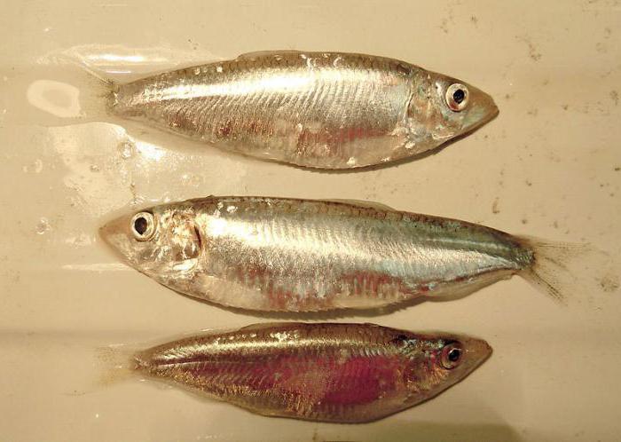 photo of red book fish