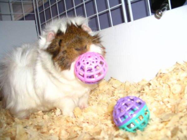 toys for guinea pigs