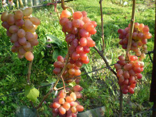 surgeon memory grape variety description