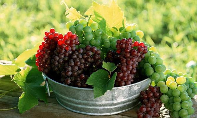 grape variety beauty of the north