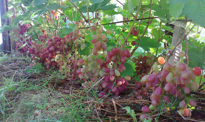 чем опрыскивать виноград