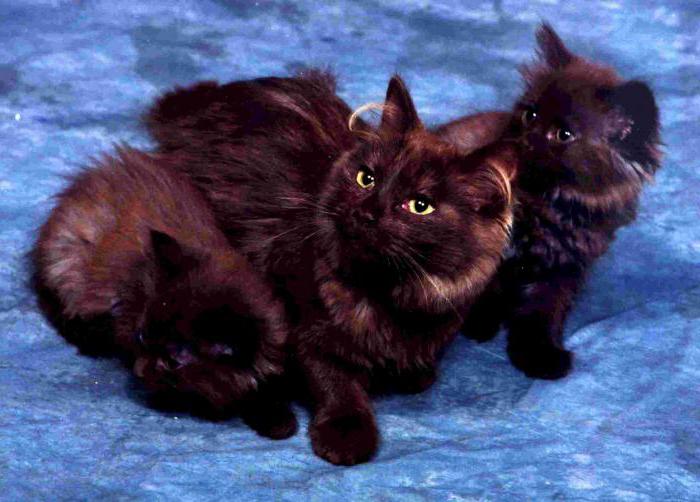 породы кошек шантильи тиффани