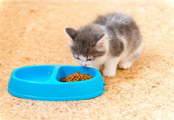 Как кормить котенка в 2 месяца сухим кормом