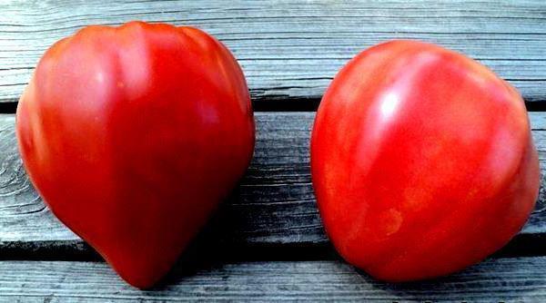 помидоры бычье сердце отзывы с фото