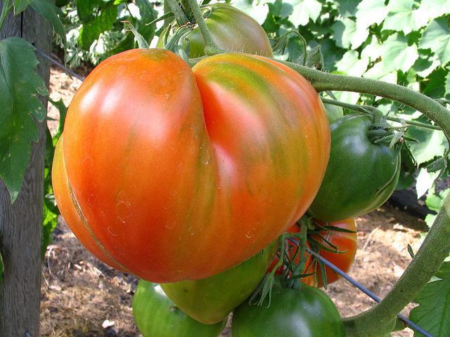 помидоры бычье сердце отзывы с фото характеристика