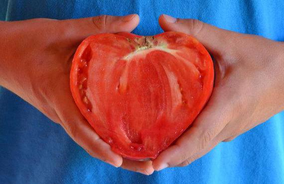 помидоры бычье сердце отзывы с фото выращивание