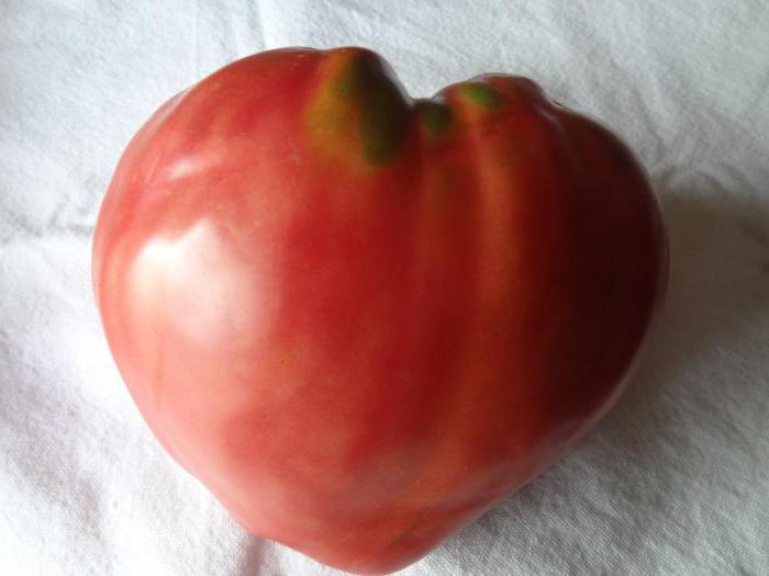 помидоры бычье сердце отзывы с фото сорт томата