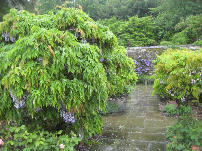 why Chinese wisteria does not bloom